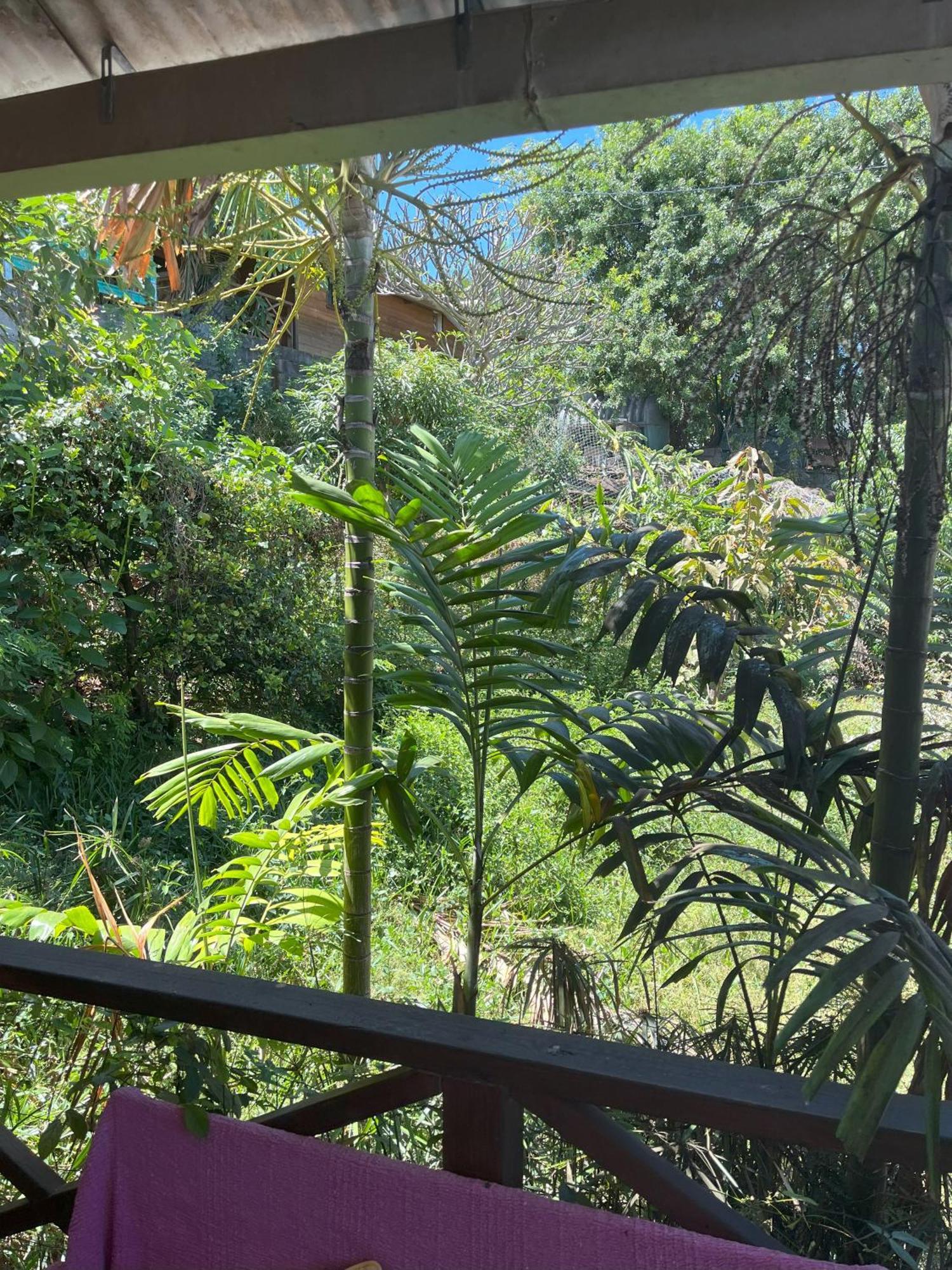 La Bananeraie Apt 35M2 Piscine Jardin Tropical Parking Prive Saint-Leu Buitenkant foto