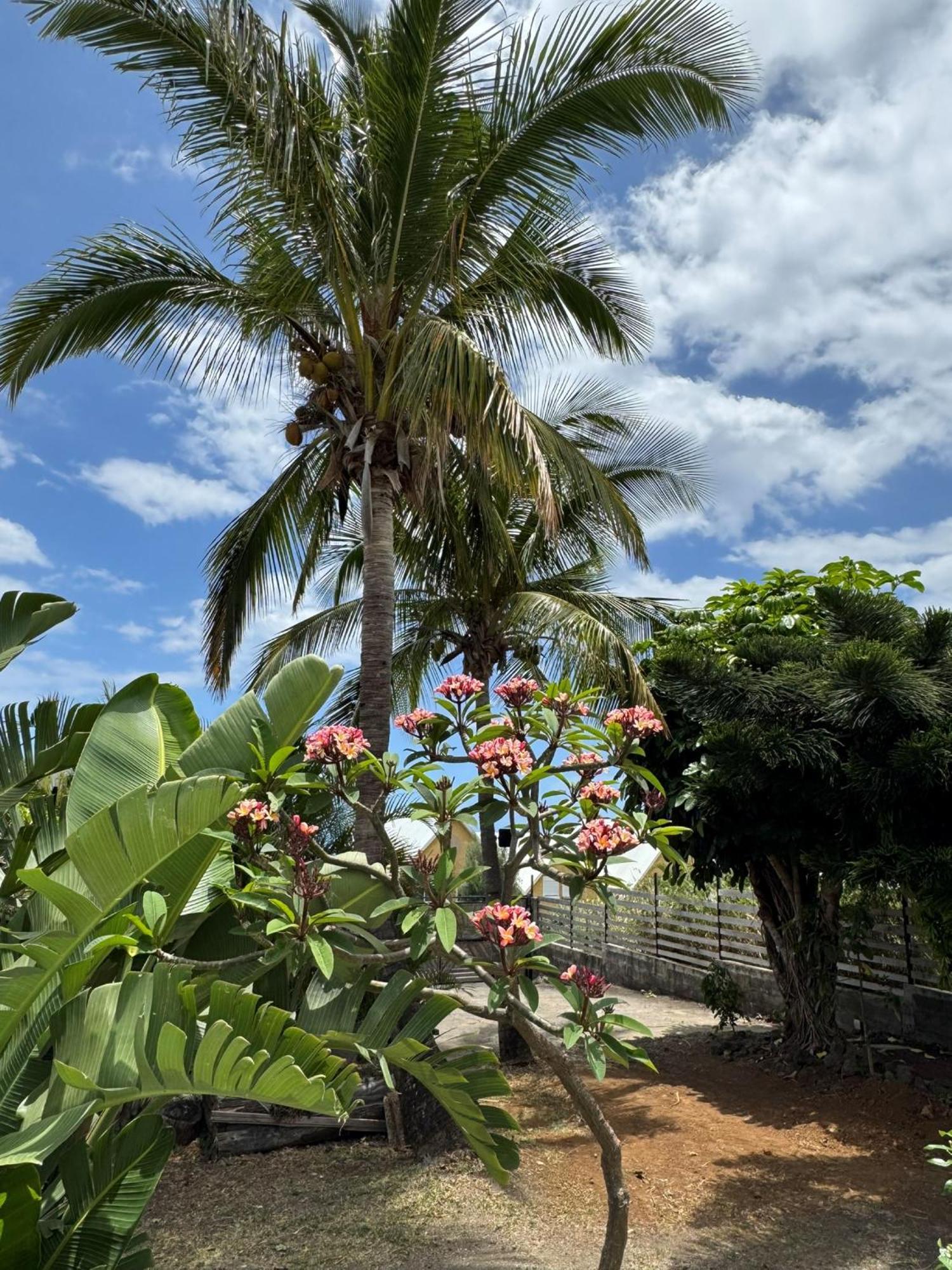 La Bananeraie Apt 35M2 Piscine Jardin Tropical Parking Prive Saint-Leu Buitenkant foto